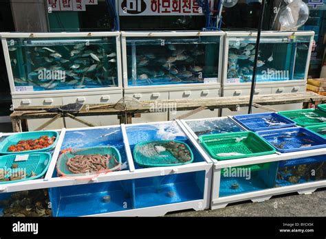 Live fish market near me - 1. Blue Water Fish Market. “You get what you pay for...." and in the case of Blue Water Fish Market, you get TOP QUALITY...” more. 2. The Blue Dolphin. “As we sat at the traffic light we saw lots of people in this fish market .” …
